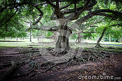 Big ficus tree in Sri Lanka Stock Photo