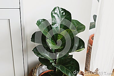 Big fiddle leaf fig tree in stylish modern pot near kitchen furniture. Ficus lyrata leaves, stylish plant on wooden floor in Stock Photo