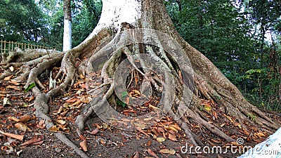 Centenarian tree, big tree with large trunk and big roots above the ground closeup view Stock Photo