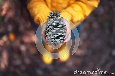 Big fir cone or pinecone from forest in the hands of a little girl, color autumn season Stock Photo