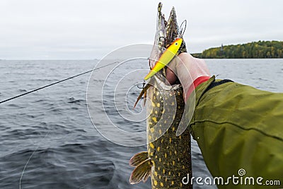 Big fish in hands of fisherman. Fisherman caught and holding big pike fish. Concepts of successful fishing Stock Photo