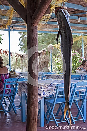 A big fish hanging to dry Stock Photo