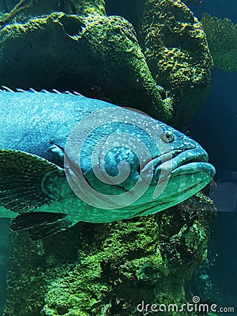 big fish look like latimeria Stock Photo