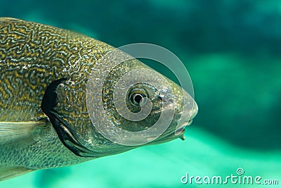 Big fishe swimming in sea aquarium Stock Photo