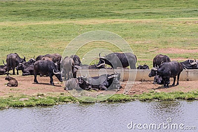 Big FIVE African Cape buffalo, Kruger National Park South Africa Stock Photo