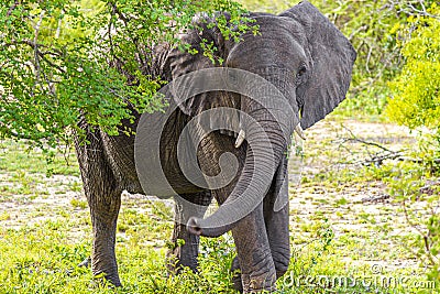 Big FIVE African elephant Kruger National Park safari South Africa Stock Photo