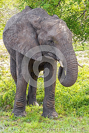 Big FIVE African elephant Kruger National Park safari South Africa Stock Photo