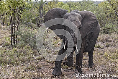Big FIVE African elephant Kruger National Park South Africa Stock Photo