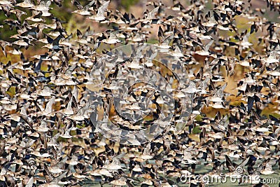 Big flock of Bar-tailed godwit in flight, New Zealand Stock Photo