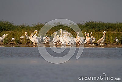 Big flock of winter migratory pelican birds Stock Photo