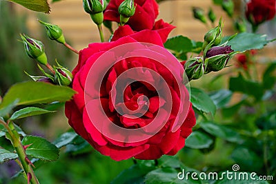 Red rose front view Stock Photo