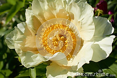 Big flower with white petals and yellow center closeup Stock Photo