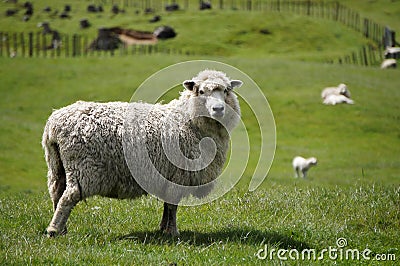 Big fluffy sheep or lamb grazing green fields Stock Photo