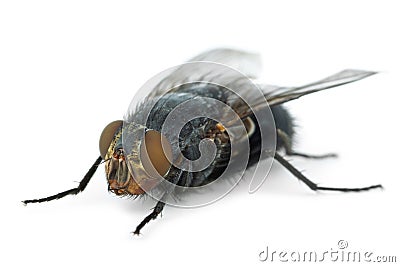 Big fly (Calliphora vicina) Stock Photo