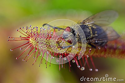 Big fly catched by Sundew (drosera) (macro) Stock Photo