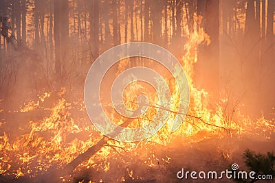 Big forest fire in pine stand Stock Photo