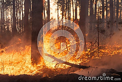 Big forest fire in pine stand Stock Photo