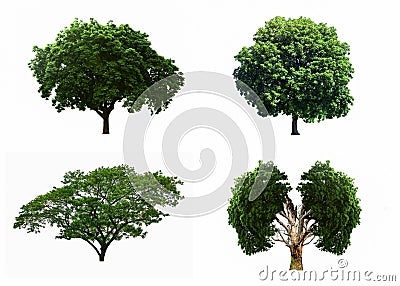 Big four tree sets isolated on white background. Stock Photo