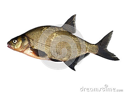 Big fresh fish bream Stock Photo