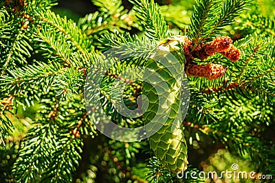 Big fresh green cone European spruce or Picea abies in Latin on the branches Stock Photo