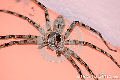 Big frightening spider Stock Photo