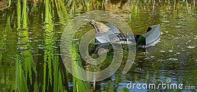 Big frog Rana ridibunda sits on floating skimmer in garden pond. Skimmer collects leaves, dirt and other foreign objects Stock Photo