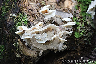 Big fungi Stock Photo