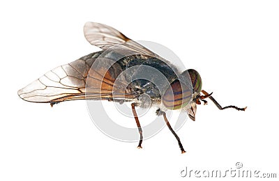 Big gadfly with striped eyes Stock Photo