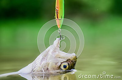 Big game fishing. hobby and sport activity. fishing on lake. Good catch. fish on hook. stalemate and hopelessness. fly Stock Photo