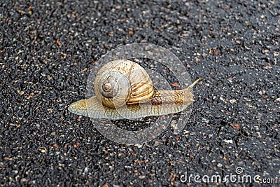 Big garden snail in shell crawling on wet road hurry home Stock Photo