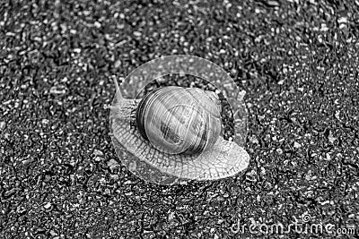 Big garden snail in shell crawling on wet road hurry home Stock Photo