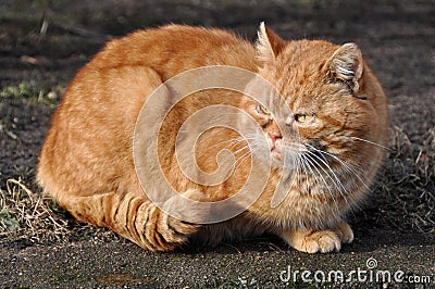 Big Garfield cat Stock Photo