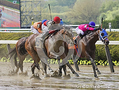 Big Gemmy by Gemologist-NY Bred Colt Editorial Stock Photo