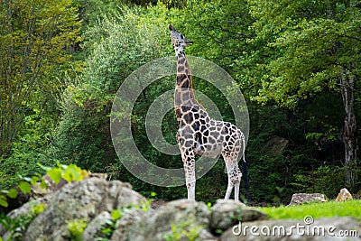 Big giraffe in its natural habitat Stock Photo