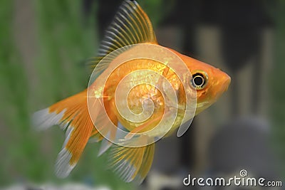 Big gold fish Stock Photo