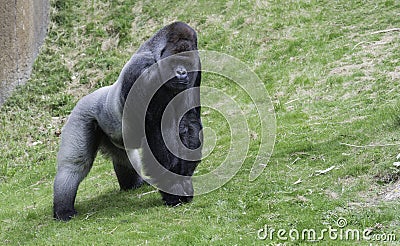 Big gorilla showing his power Stock Photo