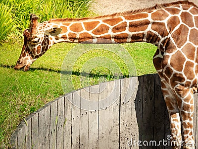 A big graceful african exotic giraffe with long tall elegant neck and spotted pattern eating green grass in sunlight Stock Photo