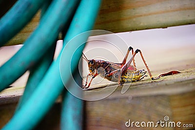 Big grasshopper Stock Photo