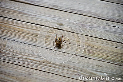 Big grasshopper Stock Photo