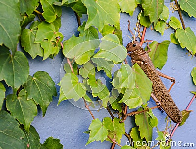 Big grasshopper in a green climbing plant Stock Photo