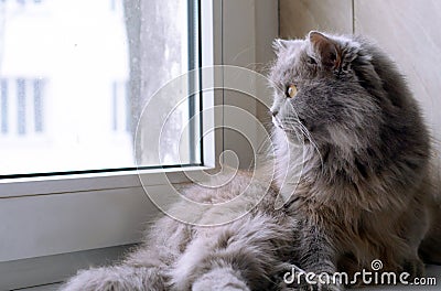 Big gray cat Briton lies on the windowsill and looks out the window Stock Photo