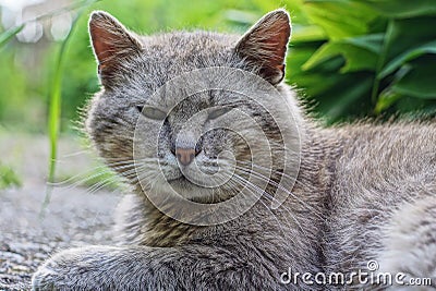 A big gray cat lies and looks Stock Photo