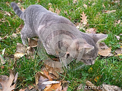 Big gray cat with yellow eyes. Fall and pet Stock Photo
