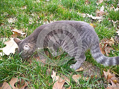 Big gray cat with yellow eyes. Fall and pet Stock Photo