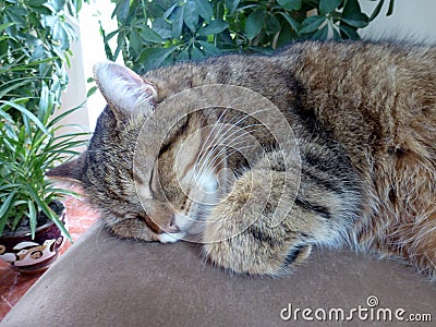 Big gray domestic cat sleeping on bed close-up Stock Photo