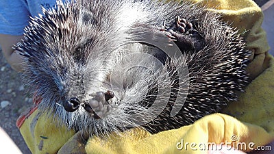 The big gray hedgehog lies in hands and look at you. Stock Photo