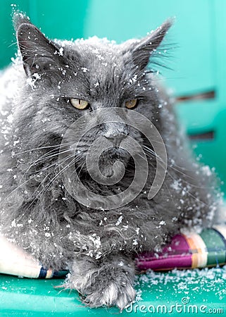 Big gray Maine Coon sits outdoor in winter, it is snowing, snowflakes fall on the fur. Stock Photo