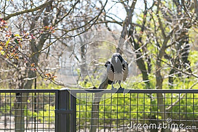Big gray raven sits on the fence Stock Photo