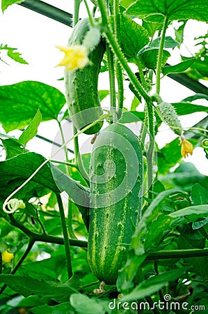 Big greeen cucumber growing in hothouse Stock Photo