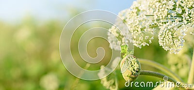 Big green bud and flowers of future seeds of poisonous plant Giant Hogweed, close up view. Dangerous plant which spreads Stock Photo